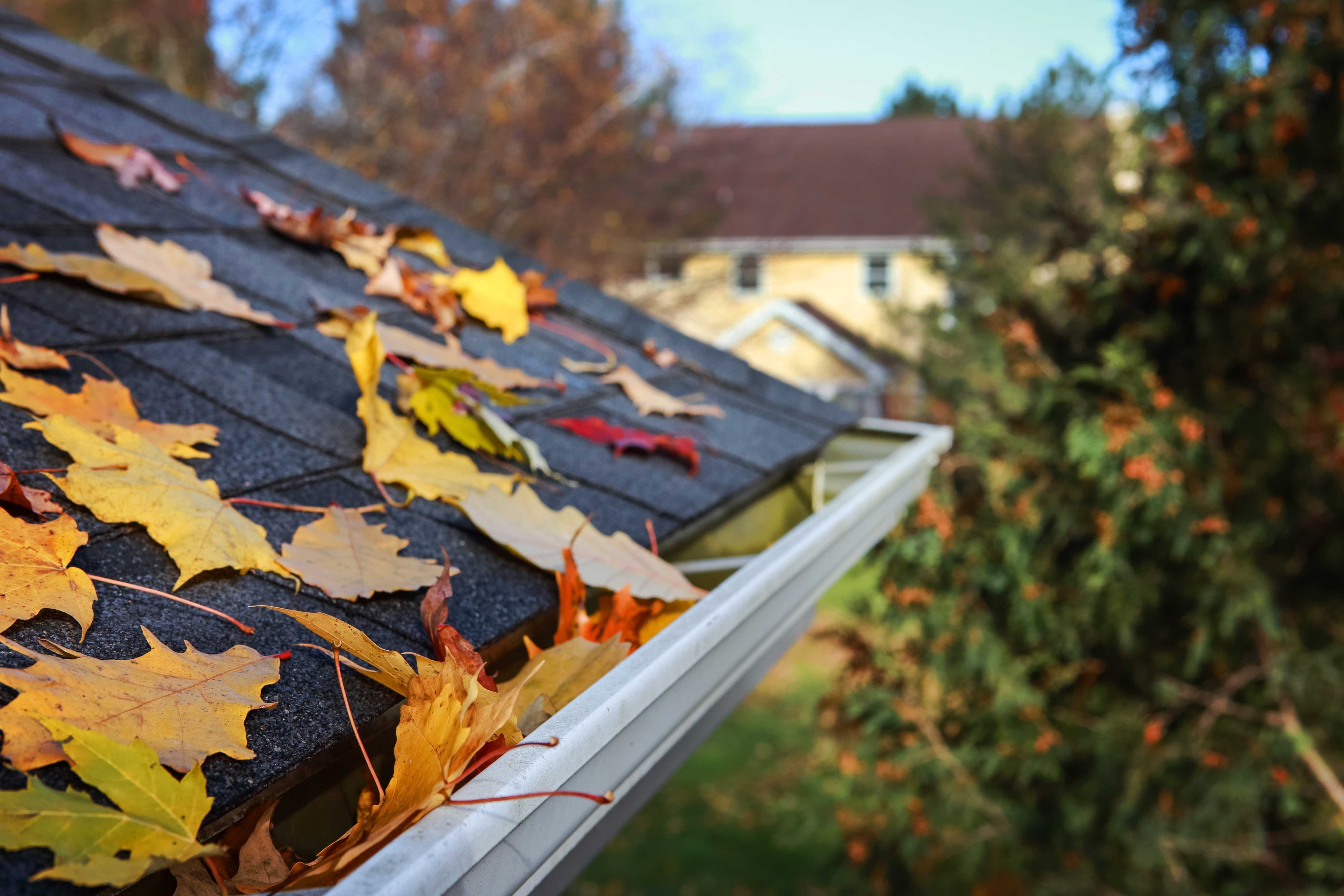 Leaves on the roof