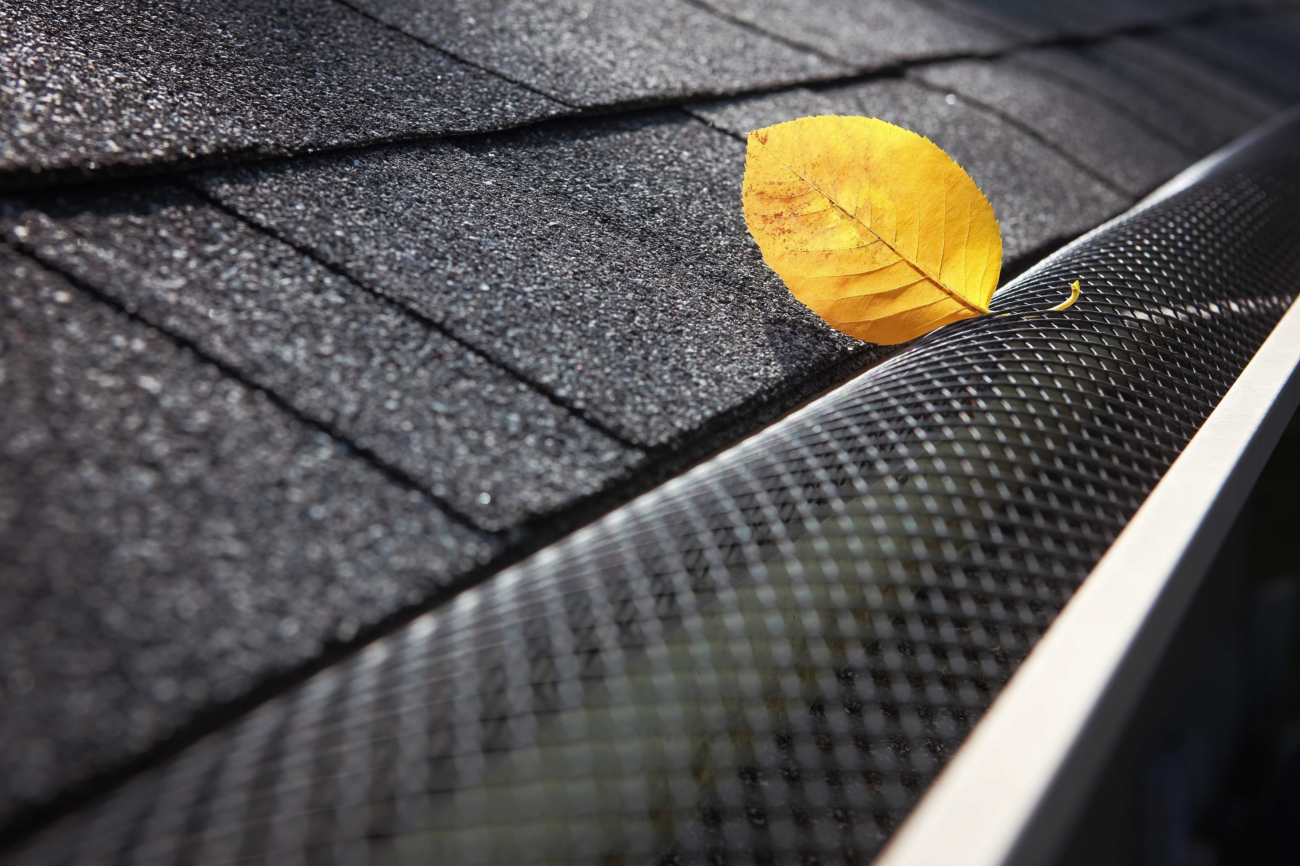 Leaves in a gutter