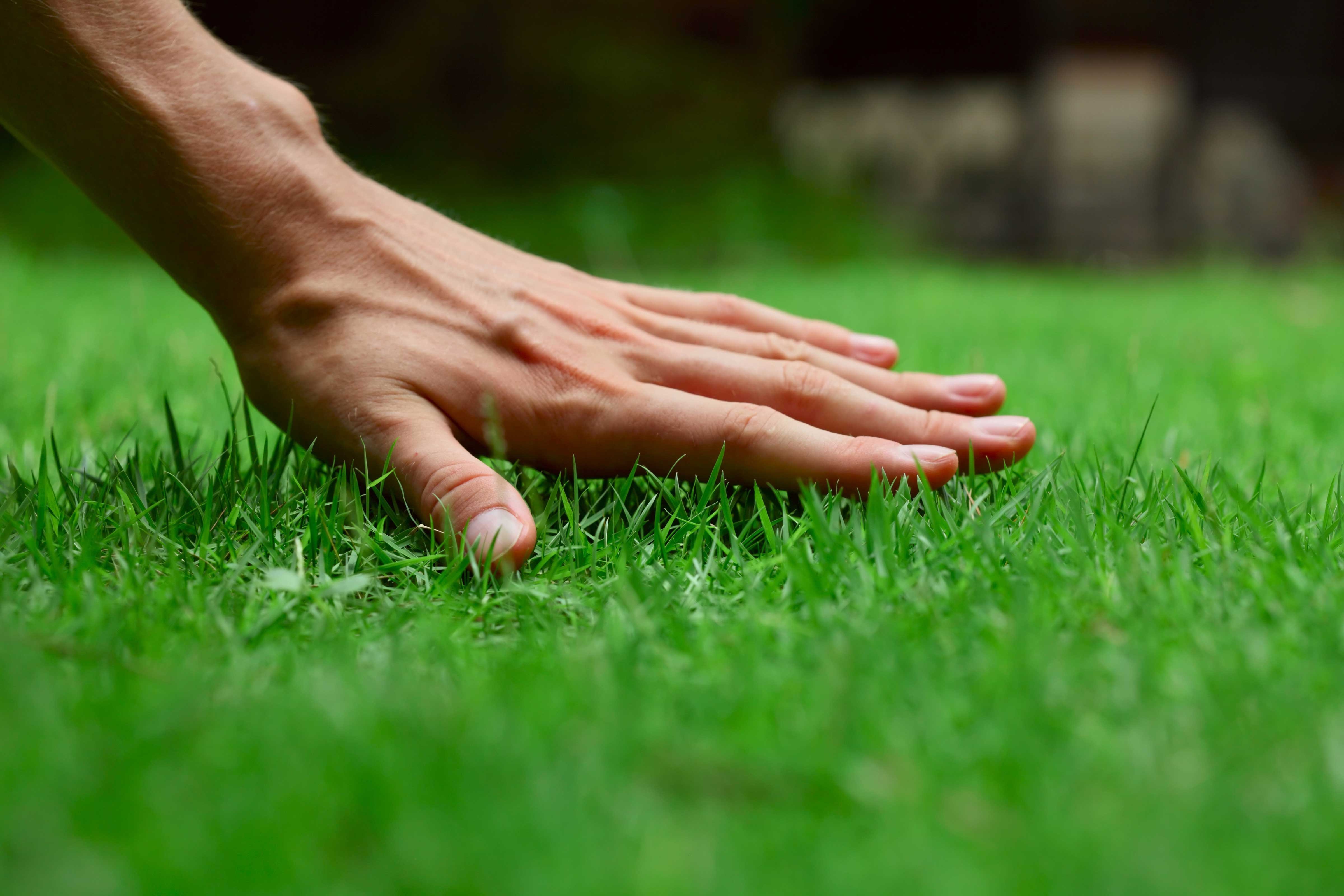 Hand feeling the grass