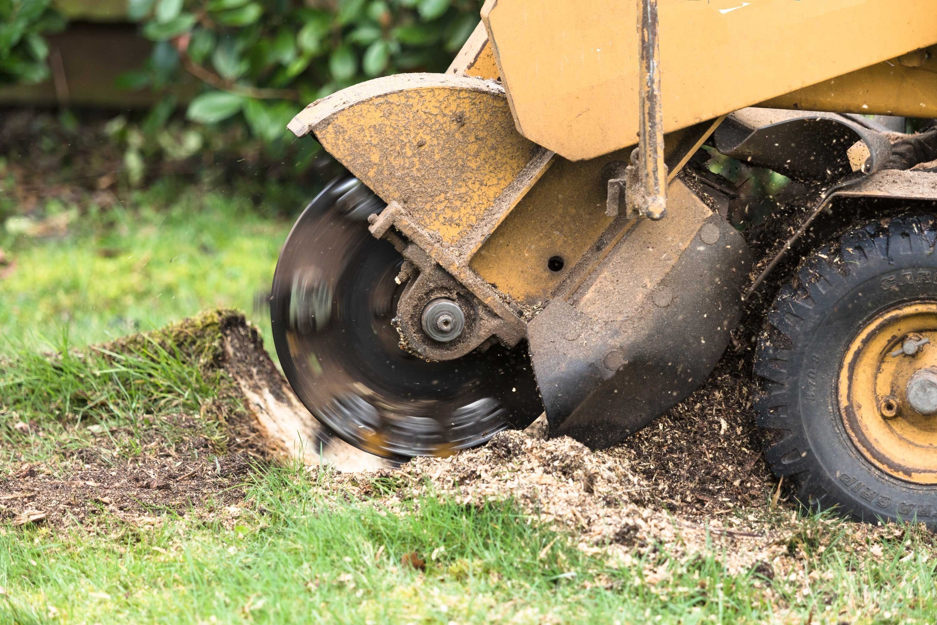 A tree stump being grinded down